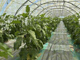 Thrips sur culture de tomates sous abri